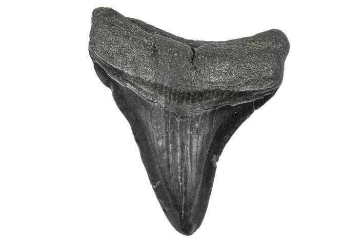 Juvenile Megalodon Tooth - South Carolina #340526